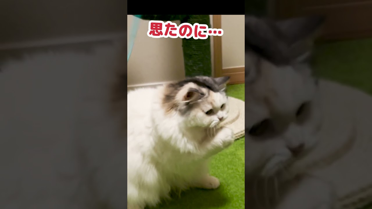 新しいオモチャに自信を失くす猫 #Shorts