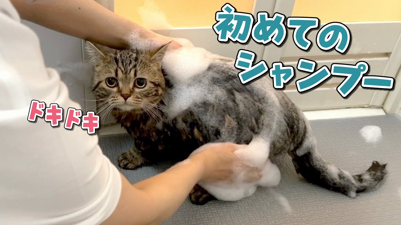 生まれて初めてお風呂に入ったらキャラ崩壊しちゃった猫！