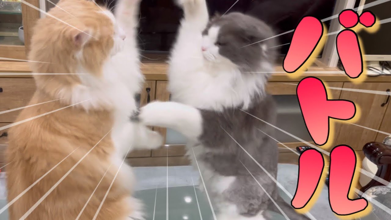【バトル！】ノルウェージャンフォレストキャットのお手手バタバタ攻撃ww