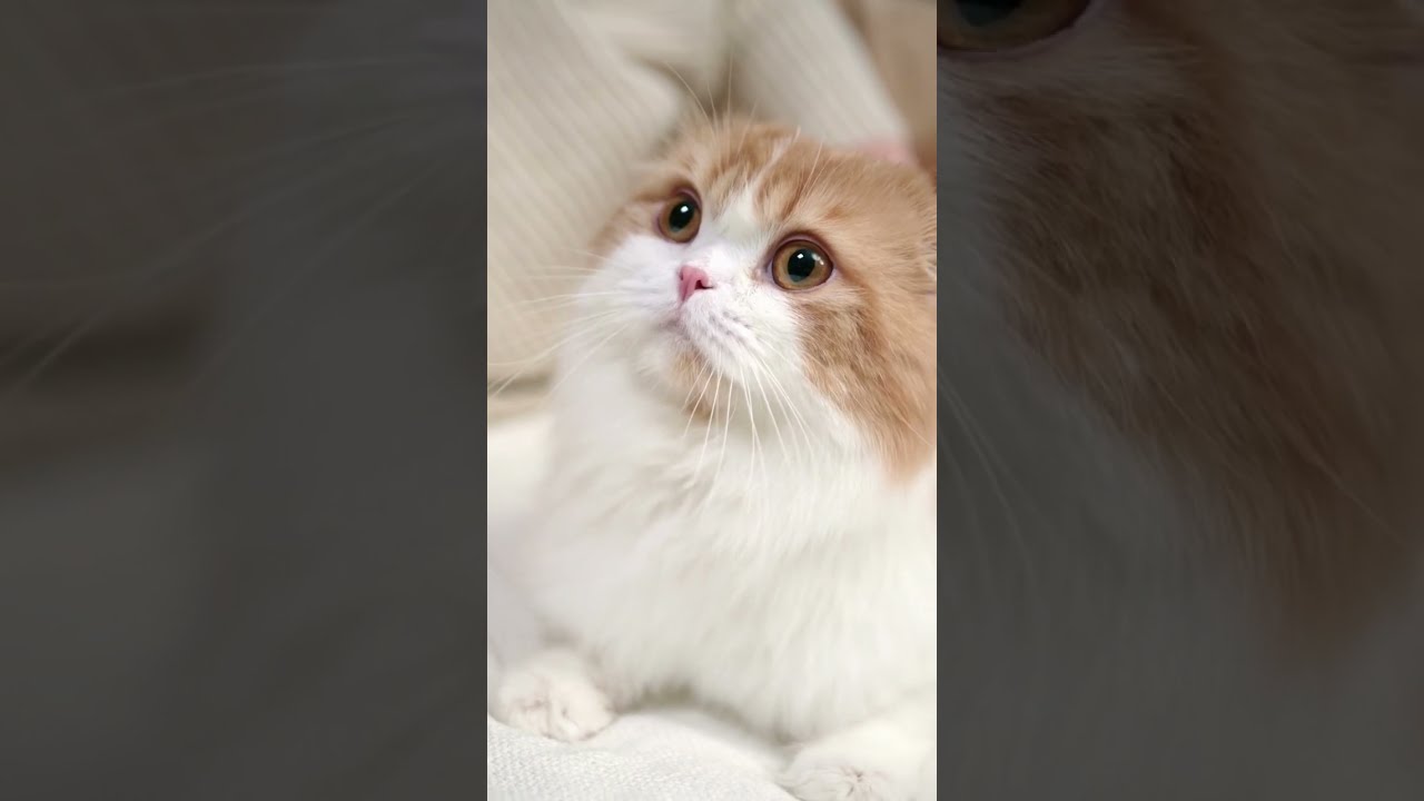 Cute Brown Cat