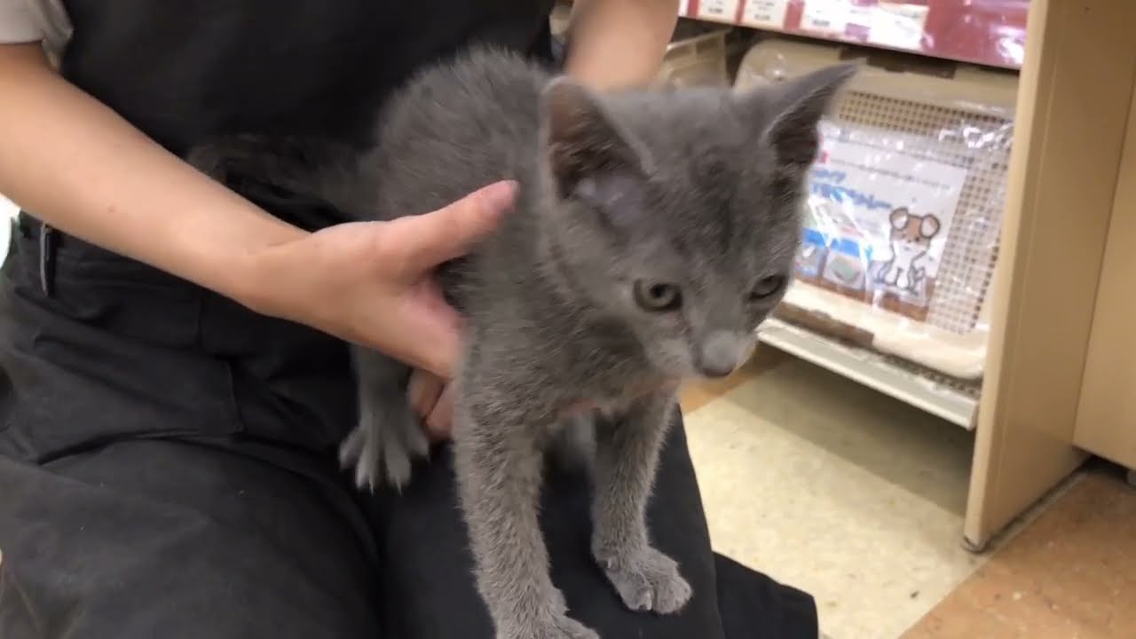 【ロシアンブルー】甘えん坊で遊ぶのが大好きなブルーキャット