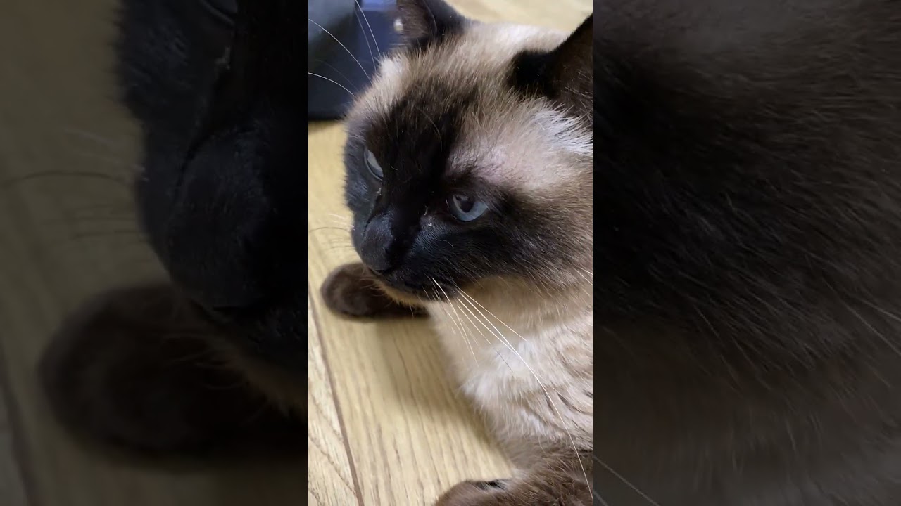 【2023.02.10】今日のシャム猫のふくさん【たぬき猫】 #Shorts