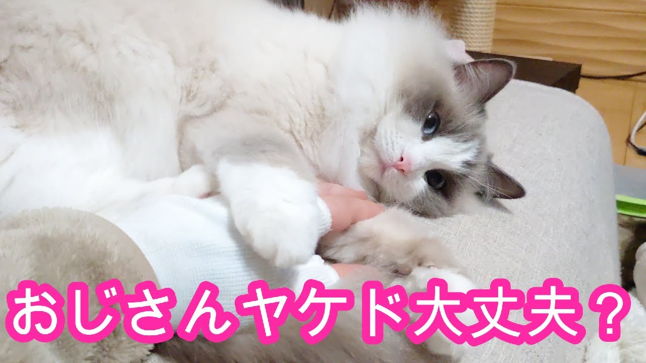 おじさんのヤケドを心配するラグドール