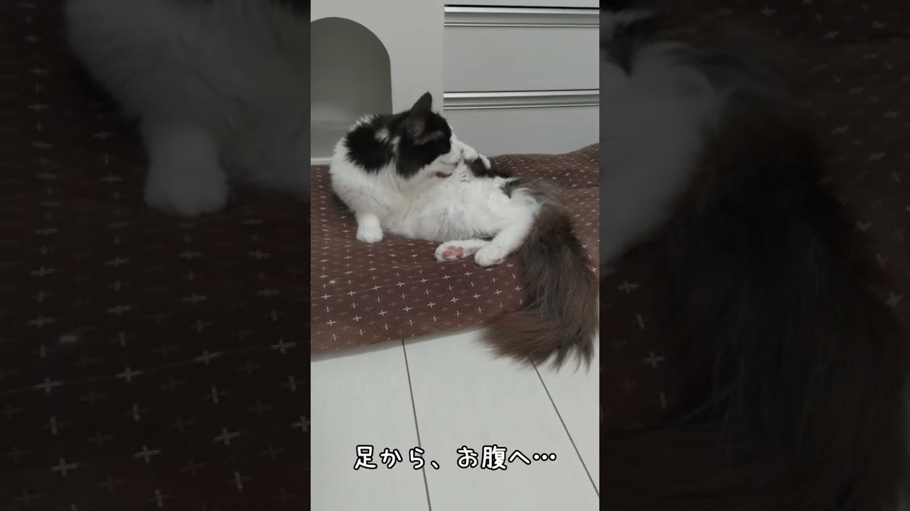 メインクーンの毛繕いルーティン