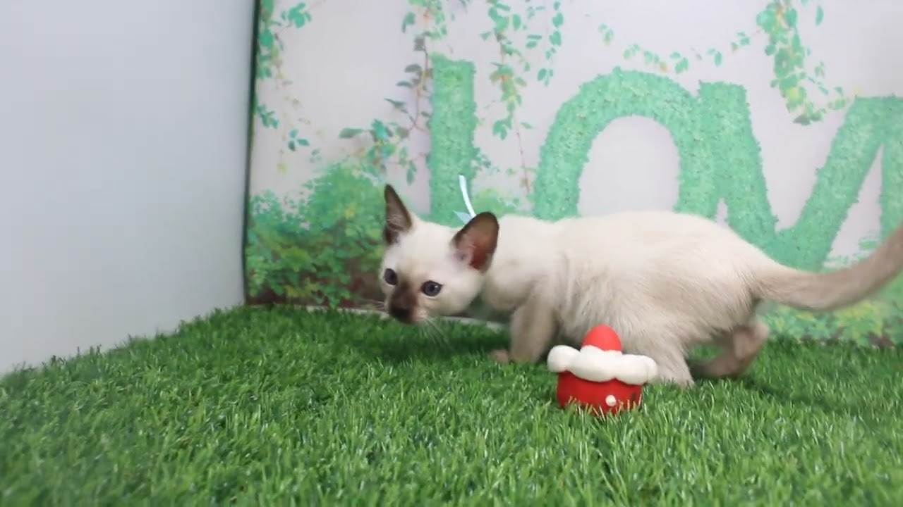 Coo&RIKU　No619761　トンキニーズ