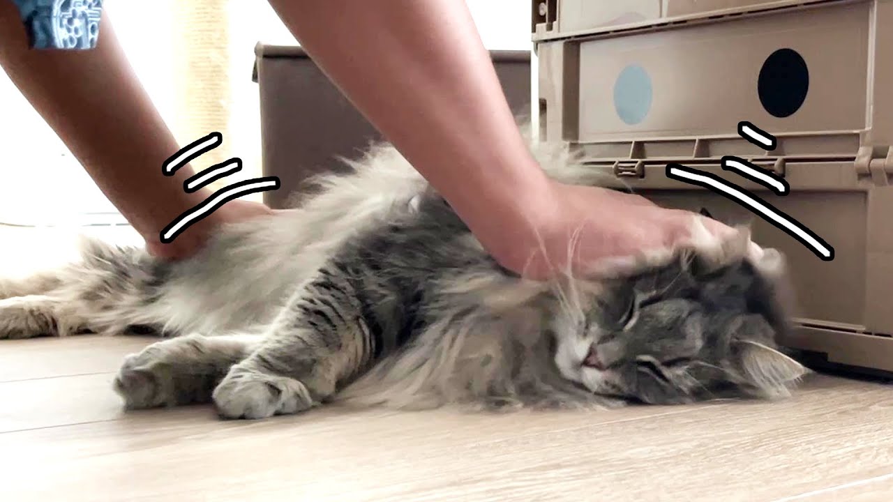 彼氏にこねこねされる猫 ノルウェージャンフォレストキャット