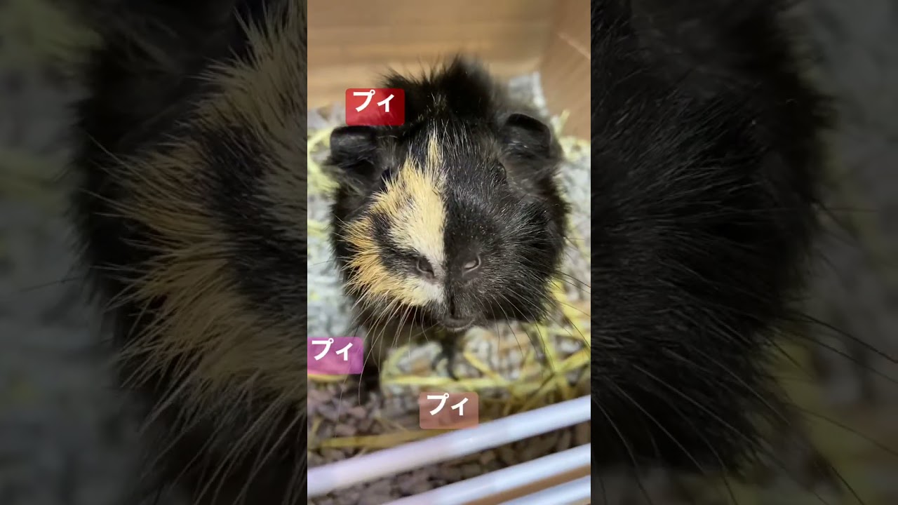 モルモット（アビシニアン）ご紹介♪（熱帯倶楽部　東川口本店）