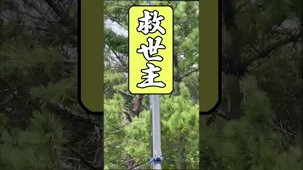 地上20Mの木の上から下りられなくなった子猫の救出！#Shorts