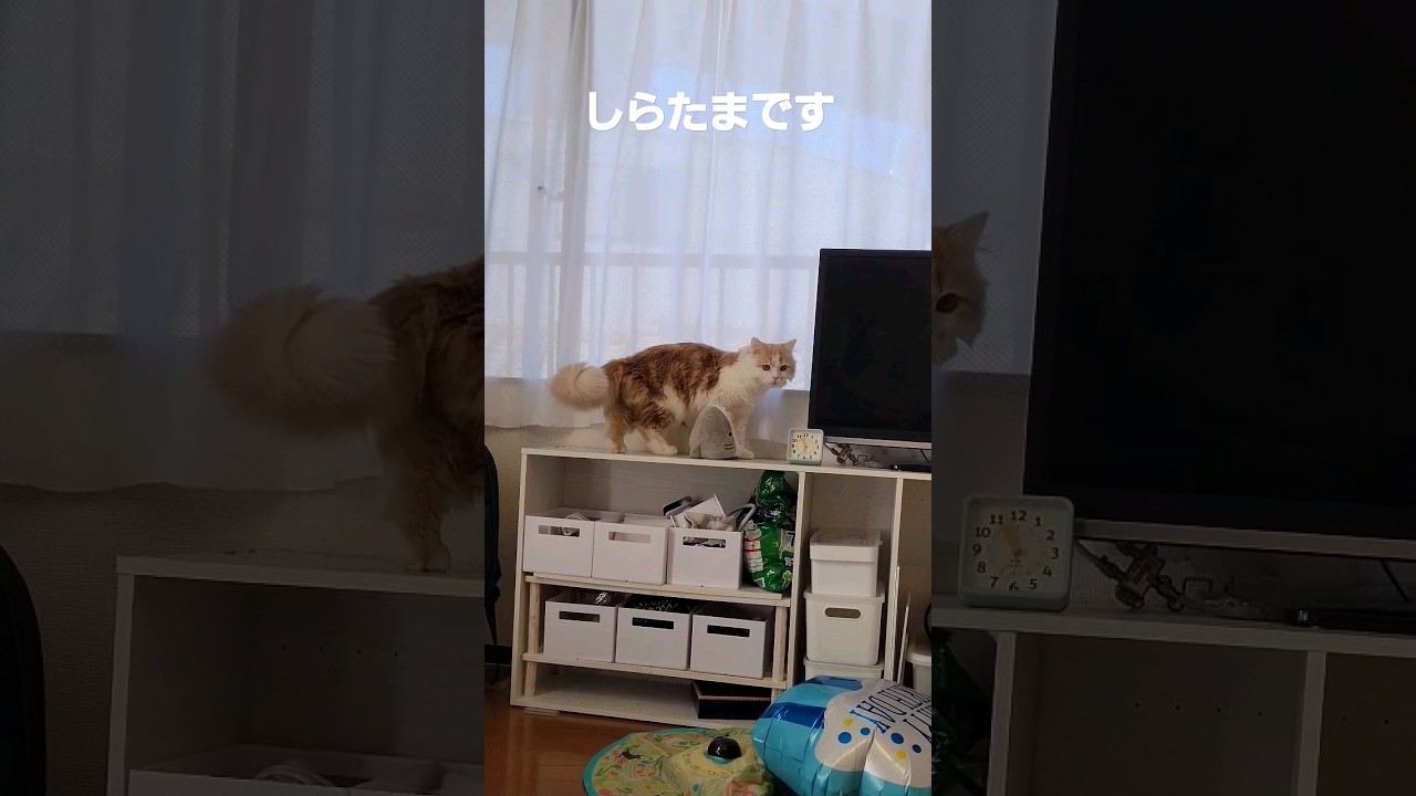 【子猫】見てて欲しい猫 #ラガマフィン #猫動画 #shorts#cat