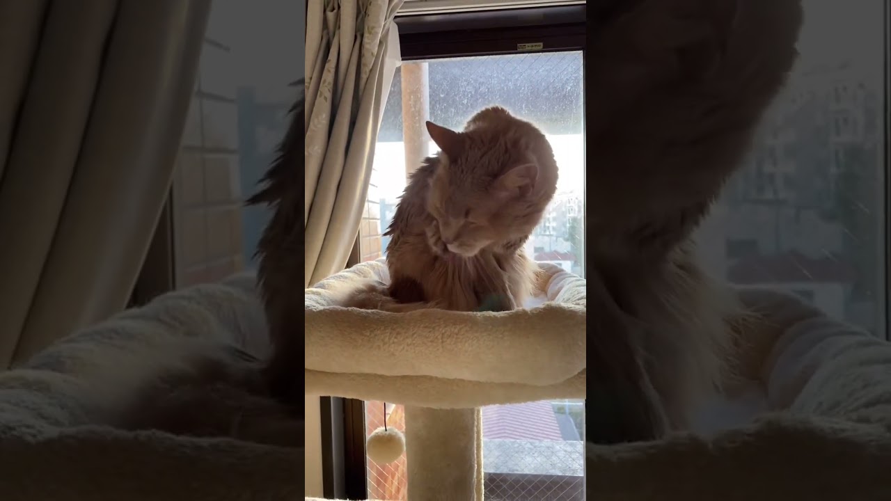 あさひを浴びながら毛繕い　#shorts  #ソマリ