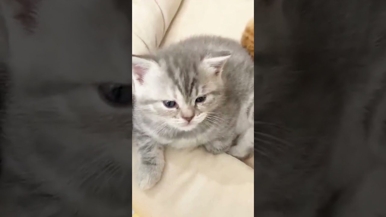 【癒し】子猫のあくびがかわいい #shorts