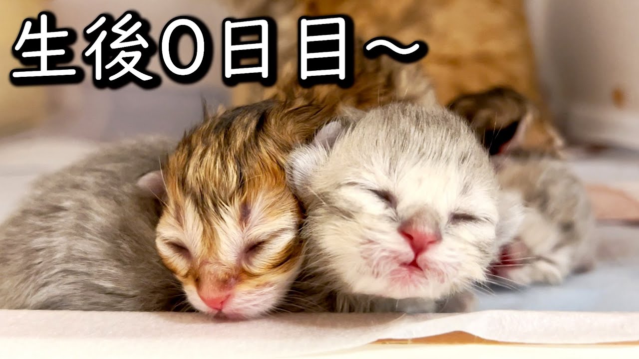 【ペルシャの子猫】生後0日の赤ちゃんの様子を見てみた件 ∼猫のいる生活Vol.614∼ 出産動画 マンチカン短足・ミヌエット・ペルシャ猫専門ブリーダー『ペット蔵人』【子猫の成長記録】