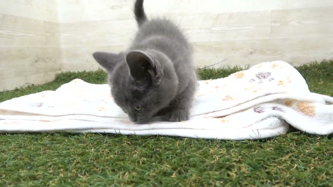 Coo&RIKU　No00615731 ブリティッシュショートヘアー