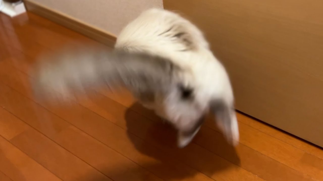 扉の向こうがどうしても気になる猫【バーマン】