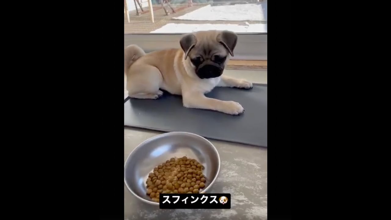 [パグ]スフィンクス🐶 #パグ #pug #ぱぐ #子犬 #dog #犬猫 #ペット #赤ちゃん #baby #シェアのお願い🐶 #リツイートのお願い🐶 #チャンネル登録のお願い🐶