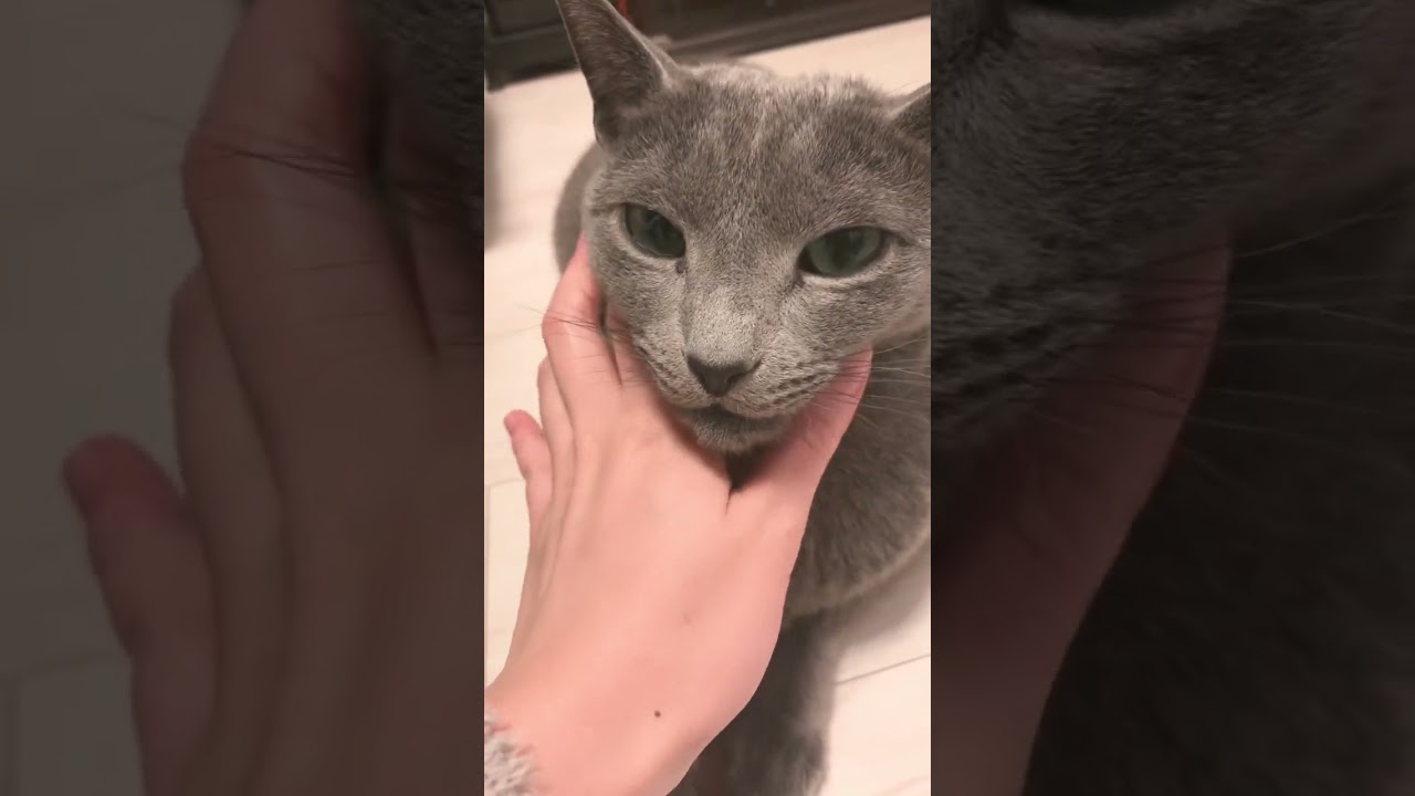 可愛すぎるお口ω😸 #ロシアンブルー #癒し猫動画 #しっぽ吸い