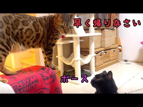 甘えんぼ黒猫にそろそろ猫部屋に帰って欲しいボス猫