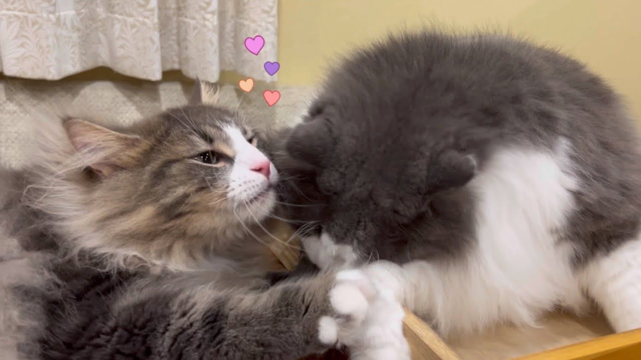 【大好き❤︎】愛が溢れるノルウェージャンフォレストキャットwww