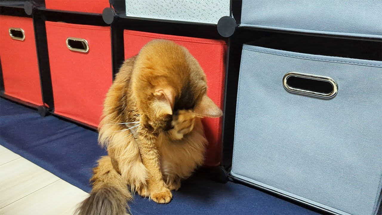 【387日目】顔を洗う #ソマリ #cat