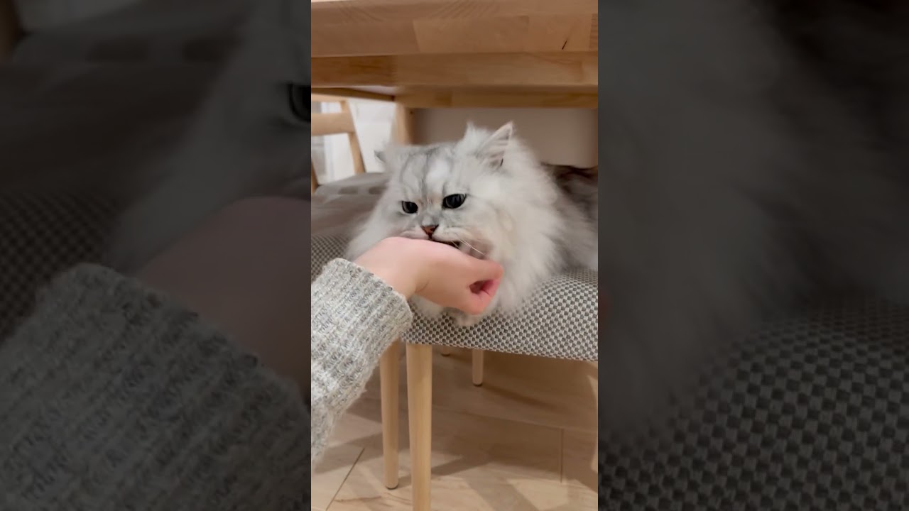 迷惑行為に抗議する猫 【サイベリアン】 #Shorts