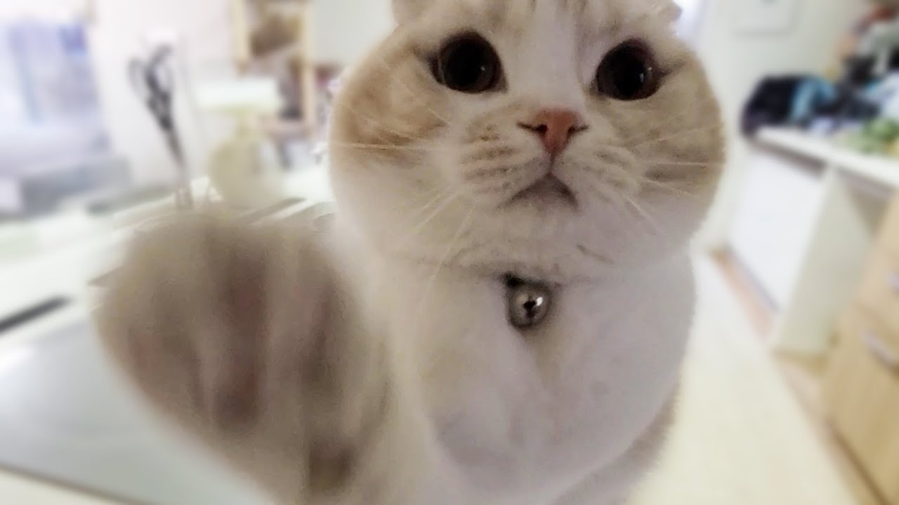 いつもより帰りが遅くなり子猫が肉球見せてニャーニャー文句言ってます...笑