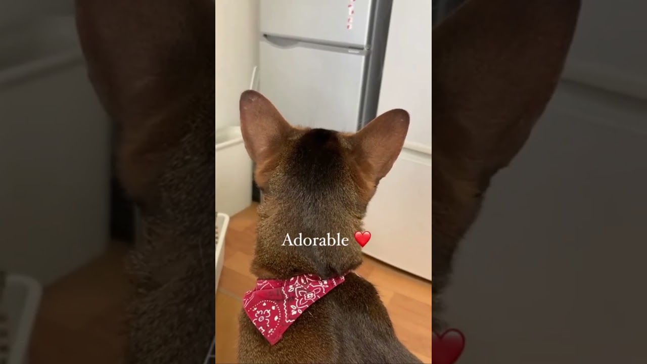 アビシニアン猫の可愛いポイント。ADORABLE ABYSSINIAN CAT.