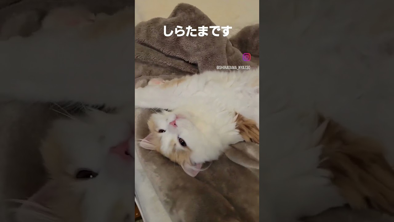 【子猫】よく喋るねこ#ラガマフィン #猫動画 #shorts