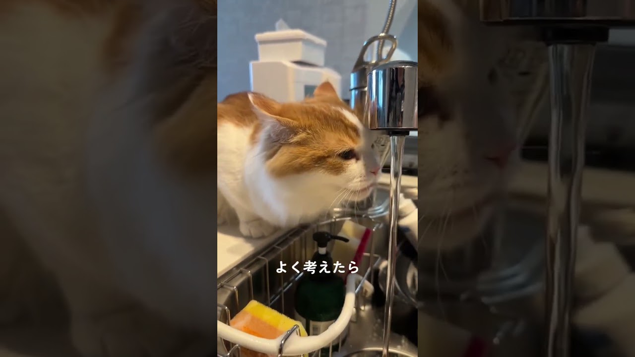 水飲むのはいいんだけど…#マンチカン #子猫