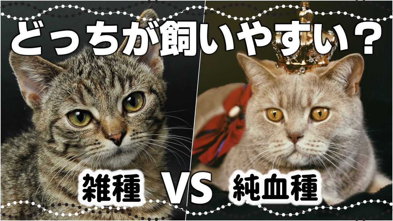 【雑種猫と純血種猫の違い】それぞれの長所と短所を比較☆飼いやすいのはどっち？
