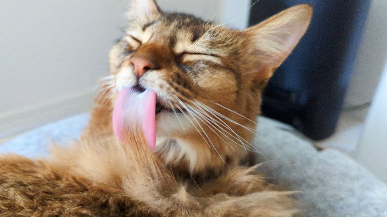 【379日目】ぐるーみんぐ #ソマリ #cat