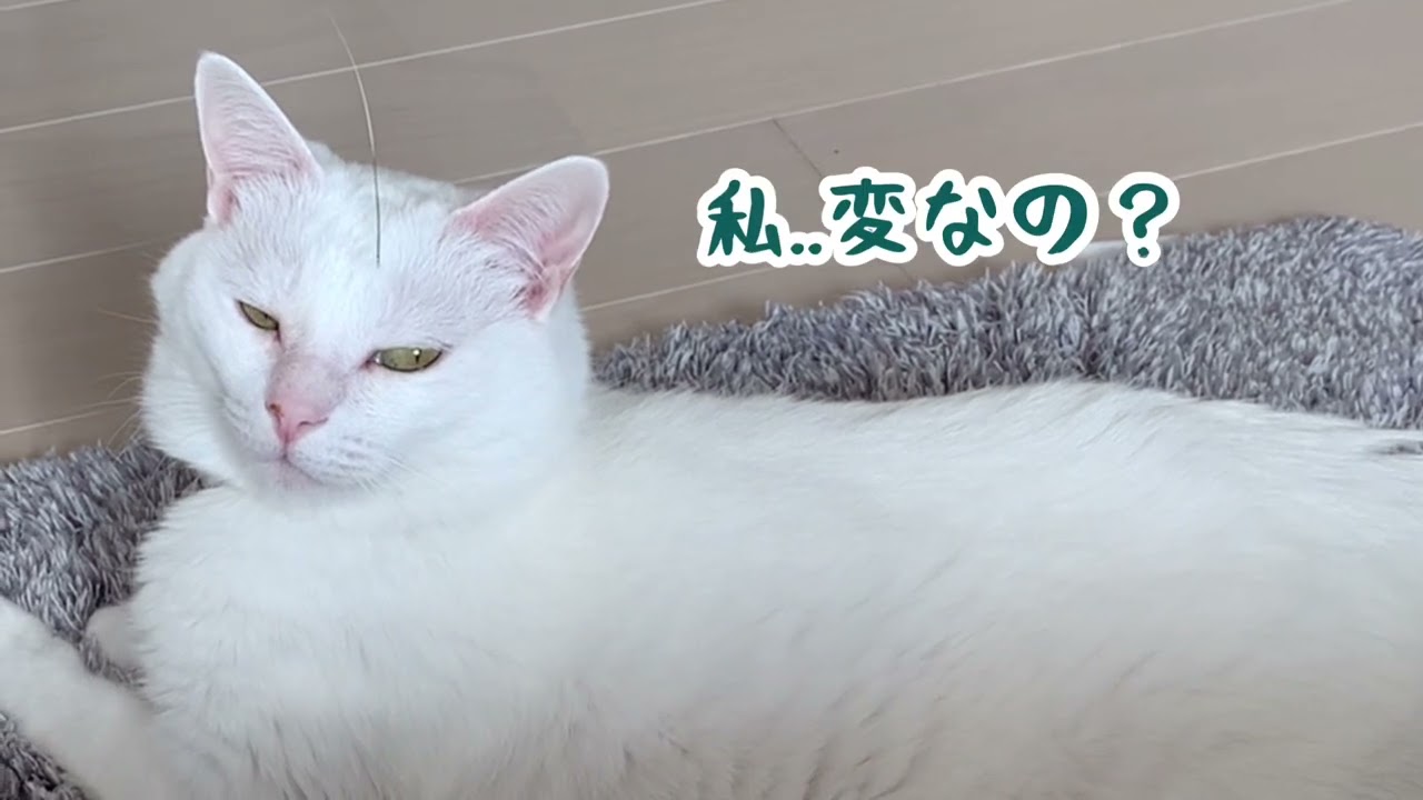 植毛されても気づかない猫　メイメイ編
