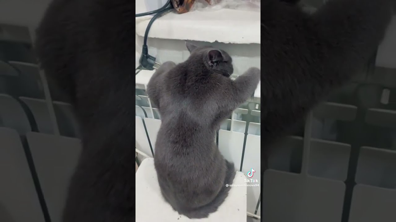 JUST A CAT FROZEN/ПРОСТО КОТИК ЗАМЕРЗ