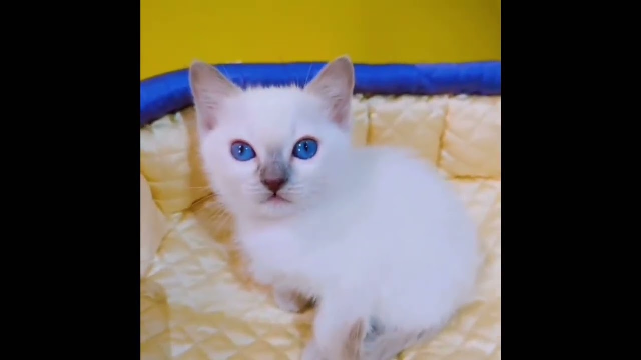 トンキニーズ プラチナ(ライラック)ポイントの男の子。