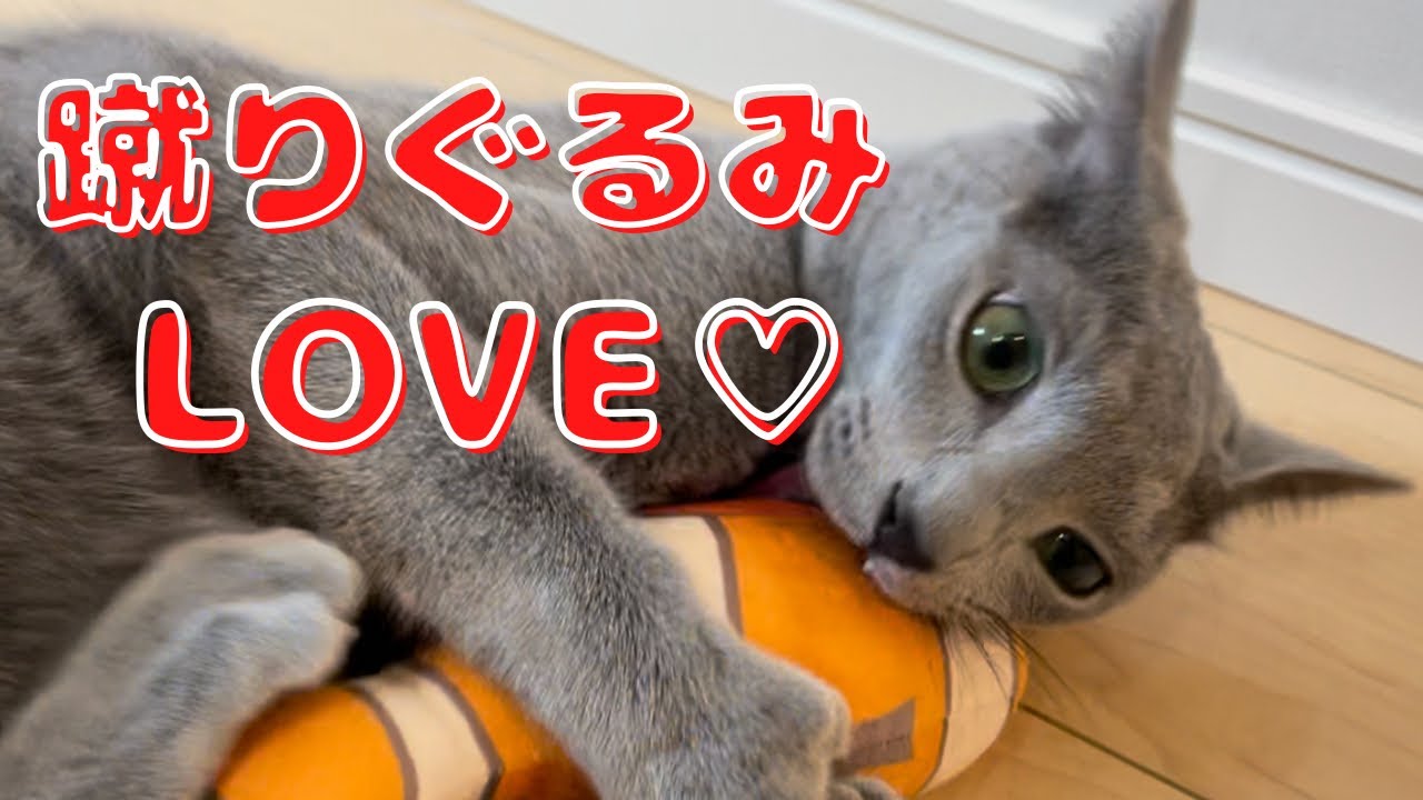 許可なく捨てちゃダメ…心配で仕方ないかわいい猫【ロシアンブルー】けりぐるみ