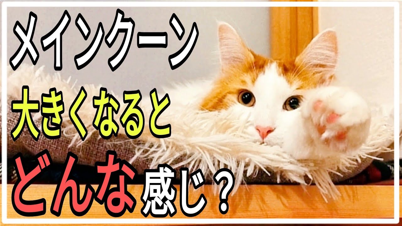 実際メインクーンを飼うとこうだよっていう事ＴＯＰ５【1歳7ヶ月♂】