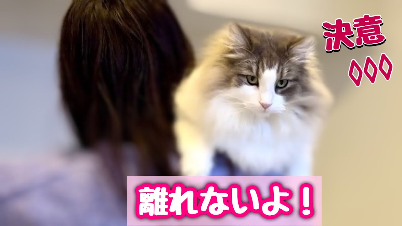 ママのテレワーク週間中により一層離れない決意を固めたノルウェージャンフォレストキャット