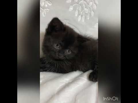 スコティッシュフォールド 小柄の可愛い女の子