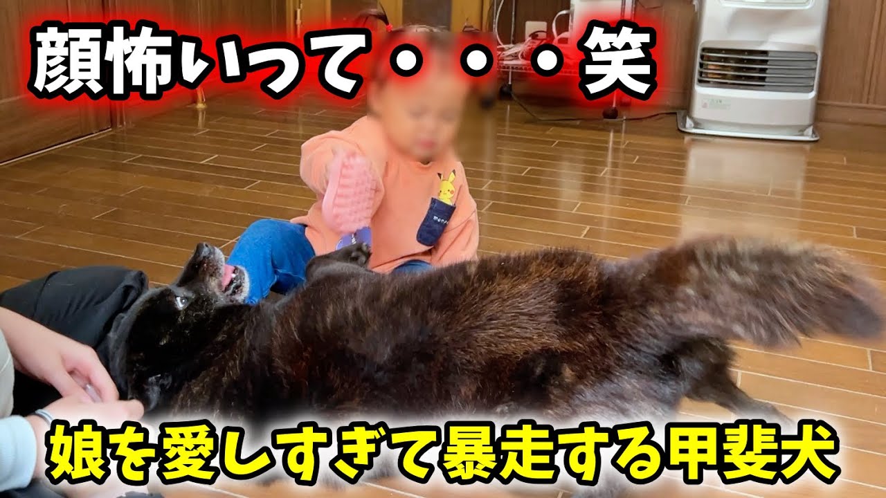 甲斐犬一休、娘への愛情表現がどうしても止められない【子育て犬】