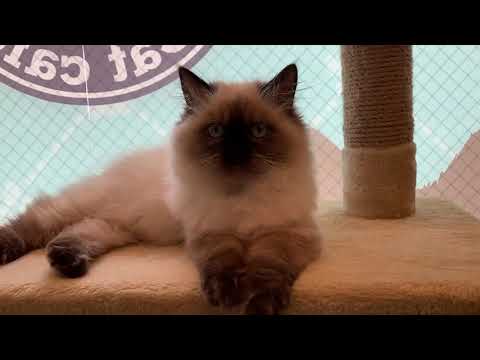 ペットショップCoo&RIKU　00605499　ヒマラヤン