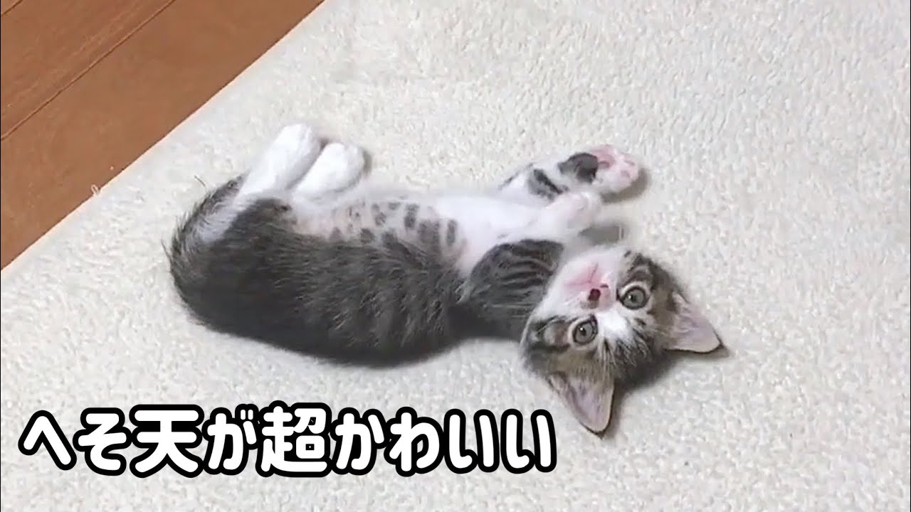 ヘソ天のくつろぎ方が超かわいい子猫