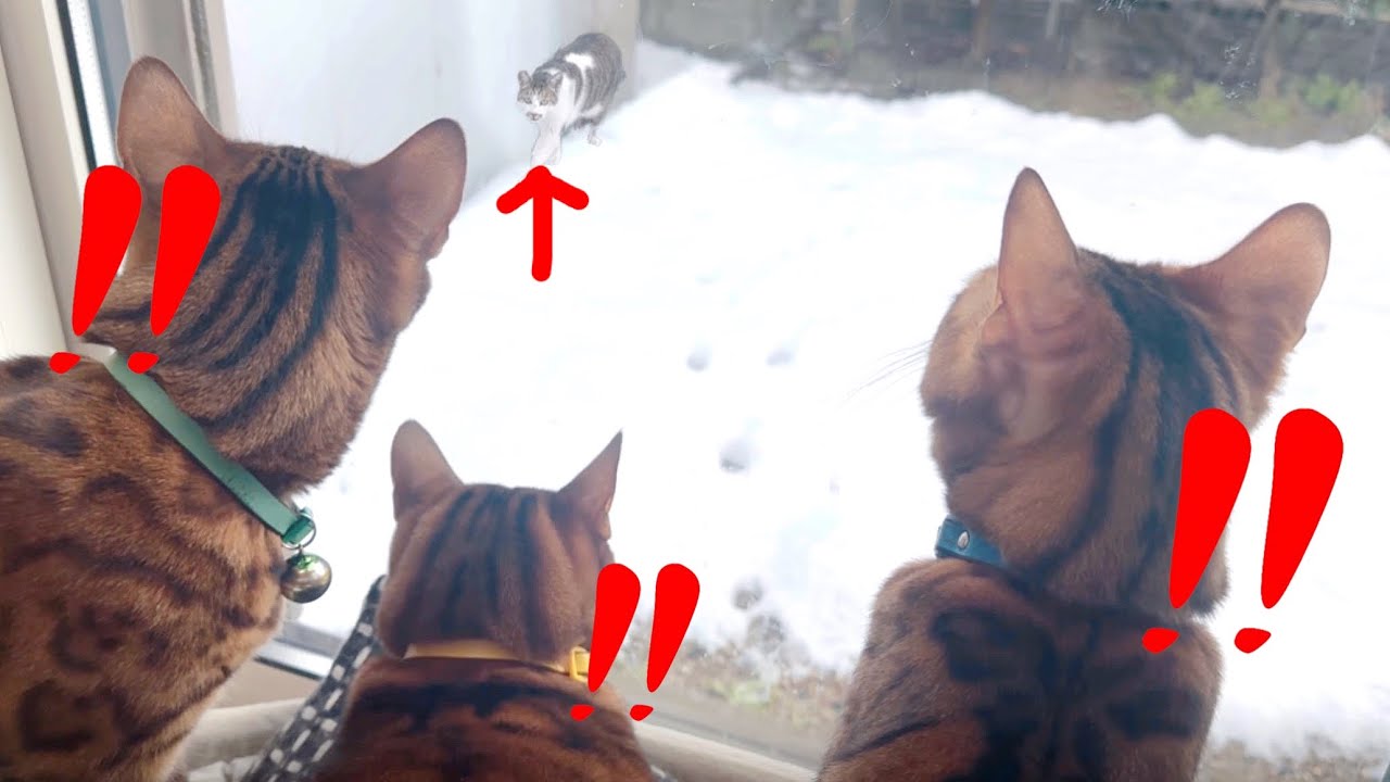 雪の日に寒そうに野良猫が来たので餌をあげてみました