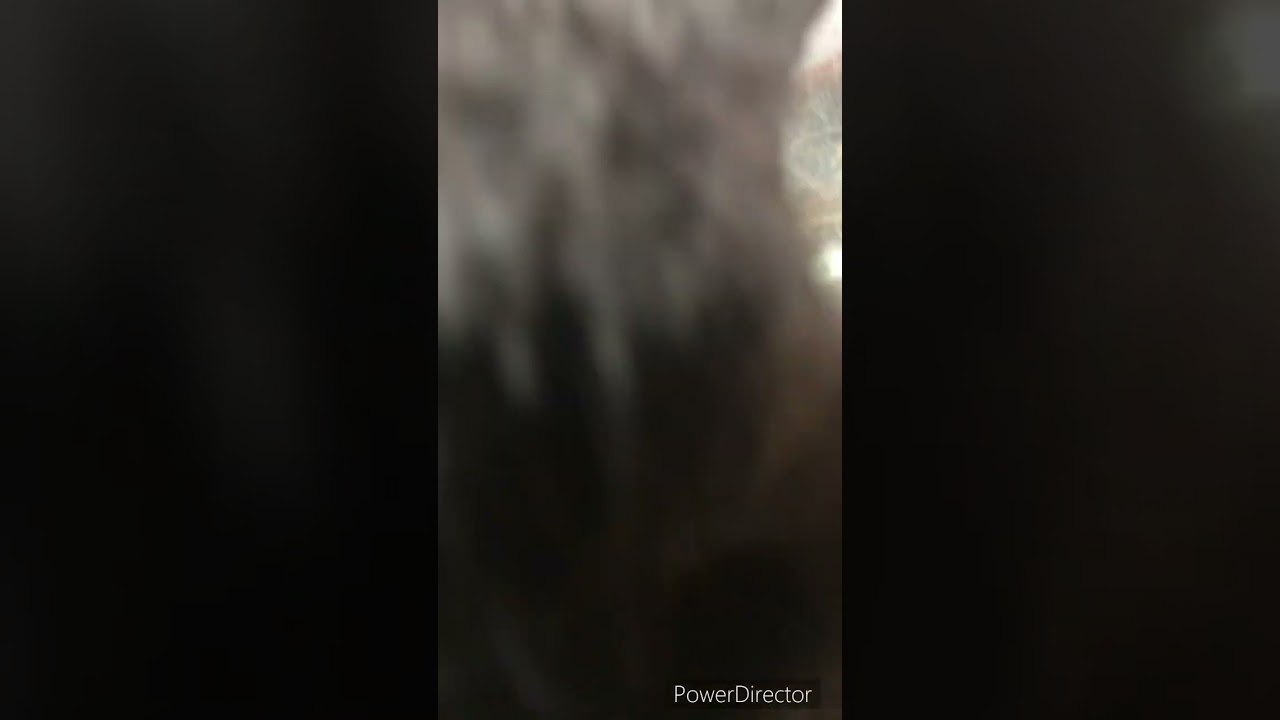 見た目はいかついセルカークレックス(中身は正反対だけど)