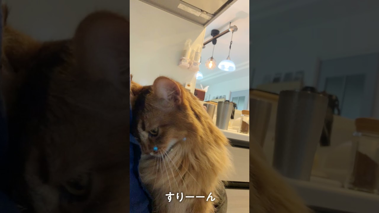 みるくる30秒【#140】 　死ぬほど甘えてくるソマリ