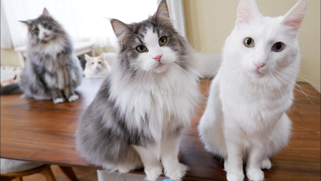 【日常❤︎】元気なもふ猫たちの朝の活動が可愛すぎた。ノルウェージャンフォレストキャットとターキッシュアンゴラ