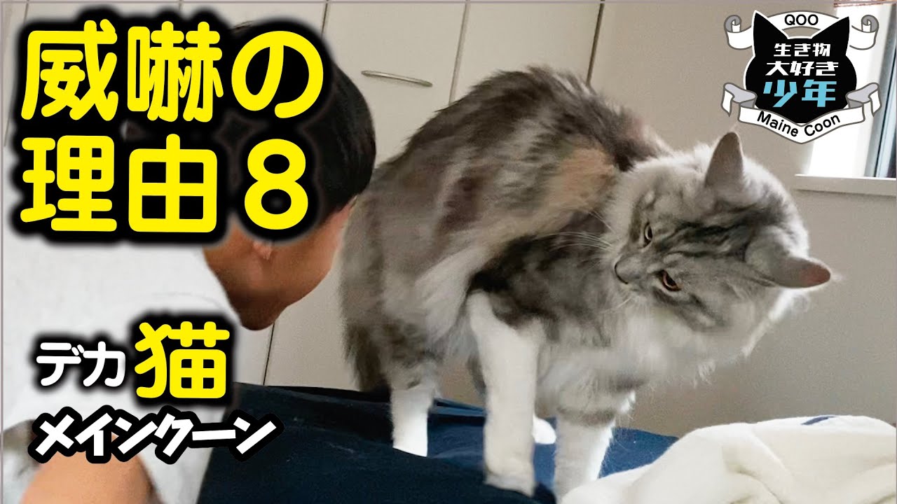 【メインクーン／大型猫】猫が威嚇、攻撃行動をする8つの理由
