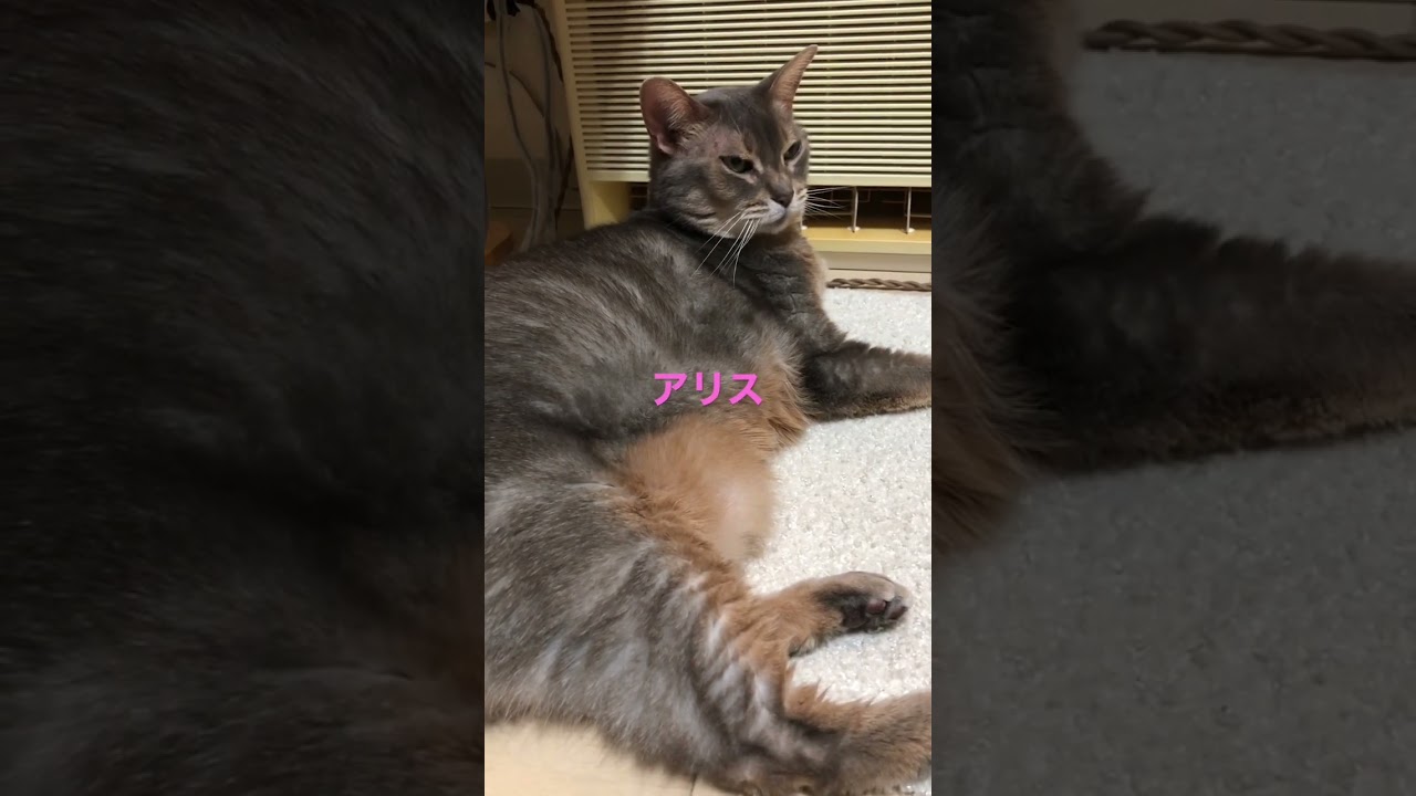 我が家の主役たち #shorts #猫動画 #ノルウェージャンフォレストキャット #アビシニアン #サイベリアン #cat #まな猫