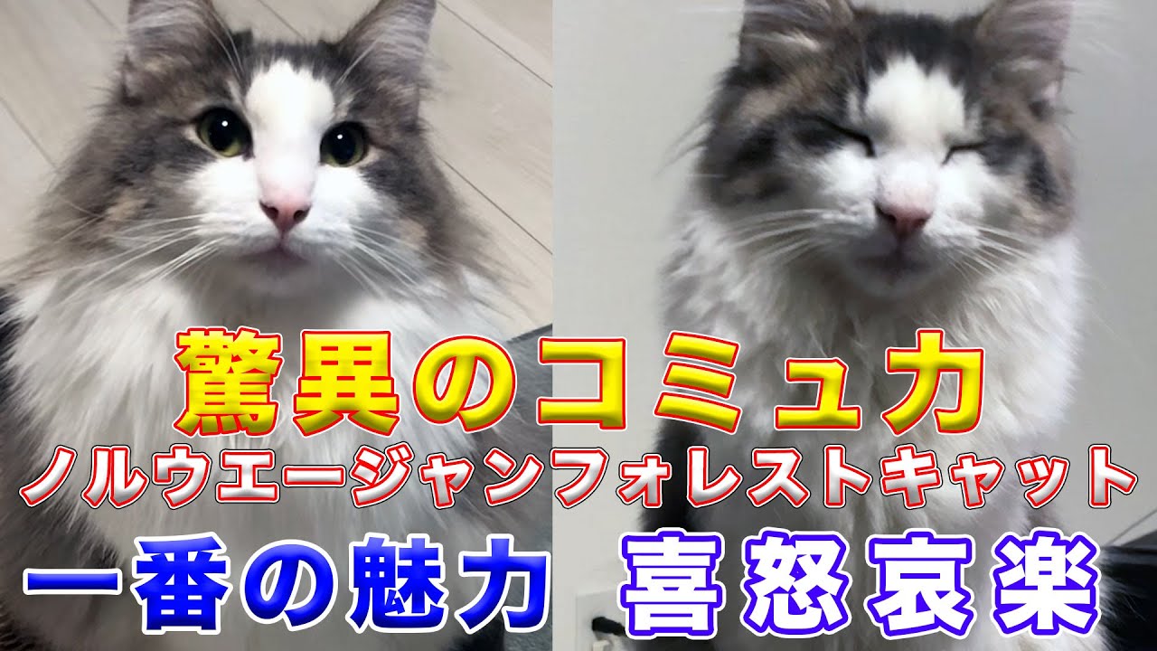【ノルウェージャンフォレストキャットの魅力】『喜怒哀楽』がしっかり伝わる驚異のコミュ力！！
