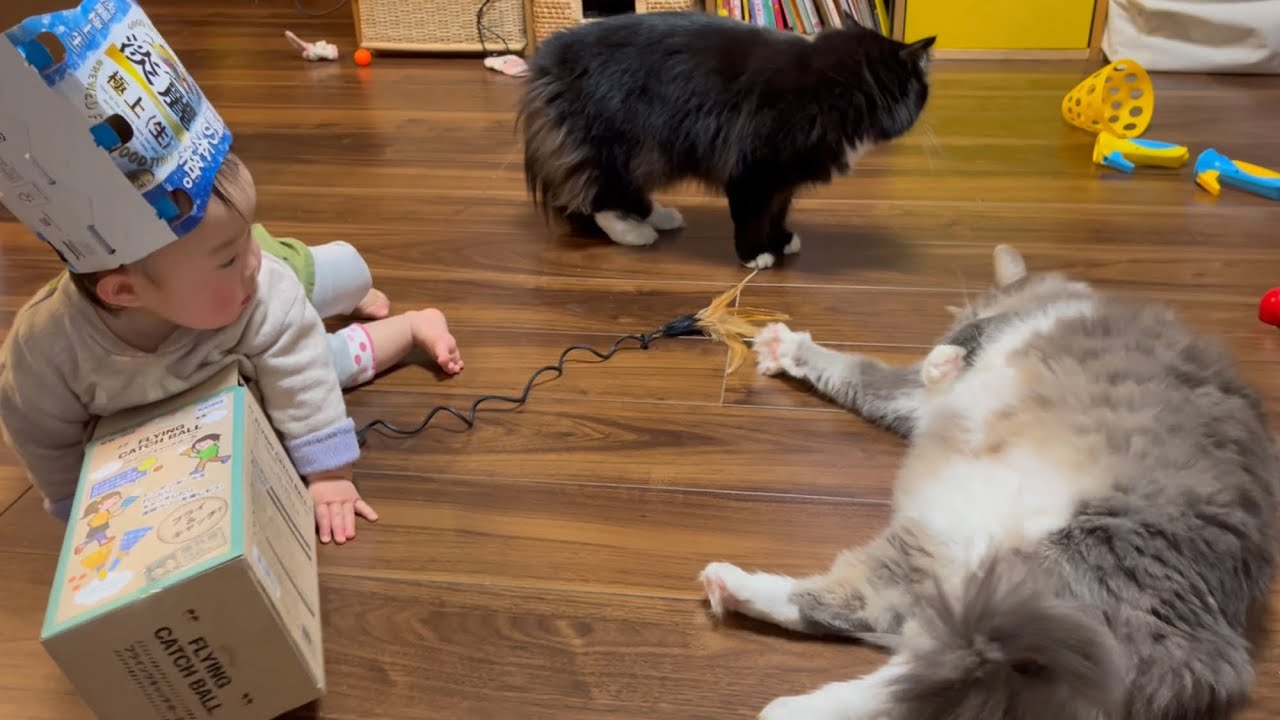 一人で遊んでいる赤ちゃんについつい反応してしまう猫　ラガマフィン　cat playing with baby