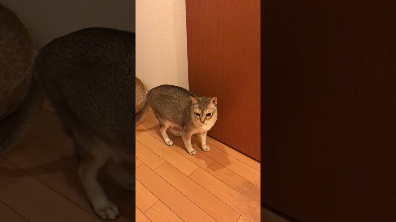 キャットニップ堪能中のシンガプーラなのにゃ♪