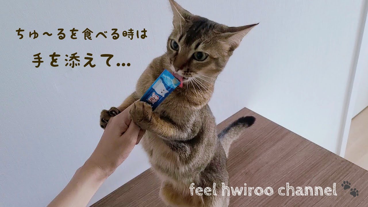 [アビシニアン] ちゅ〜るを立食いする猫 [ふぃる]